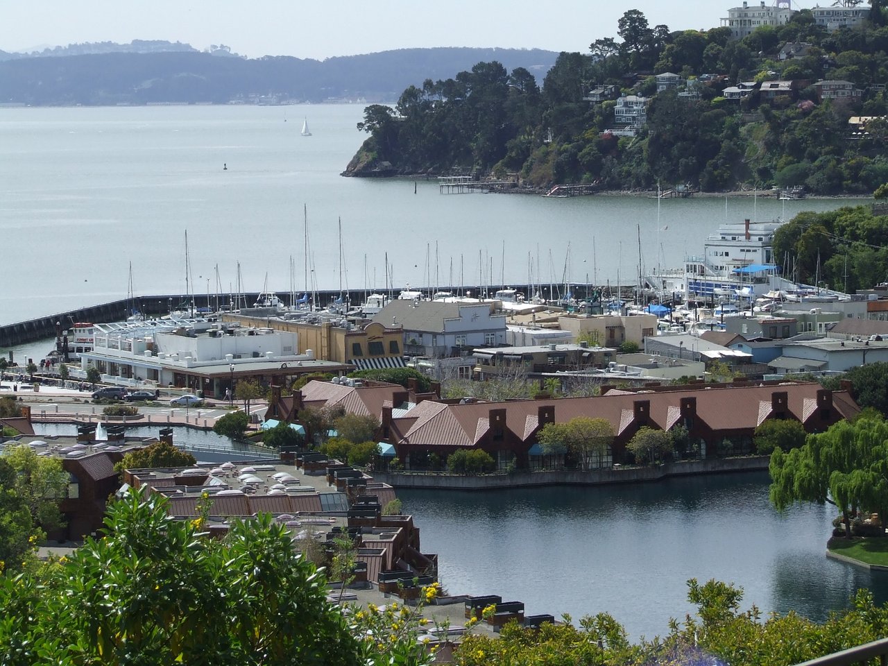 Tiburon