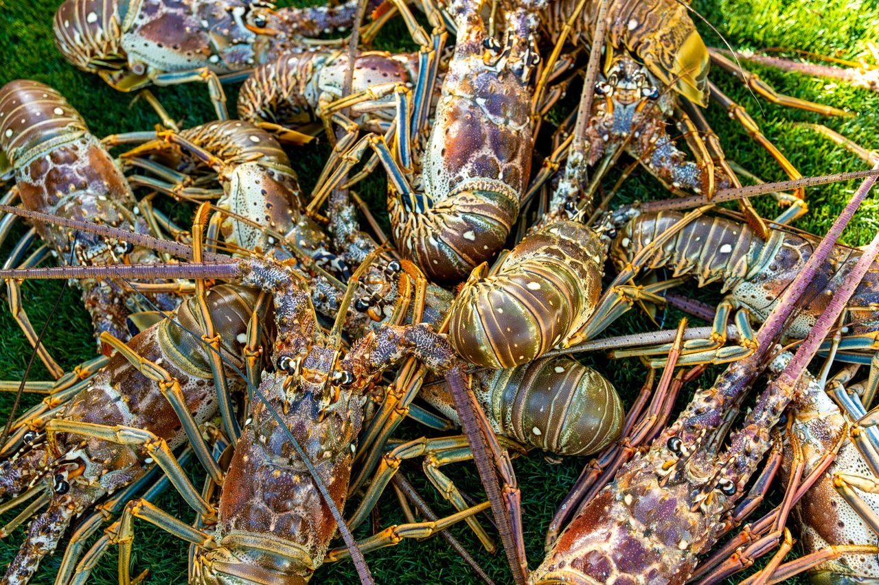 Lobster Season in the Florida Keys