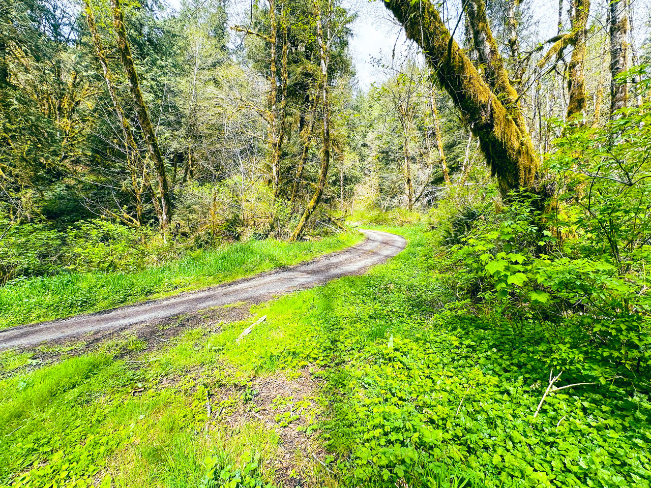 MILL CREEK FOREST