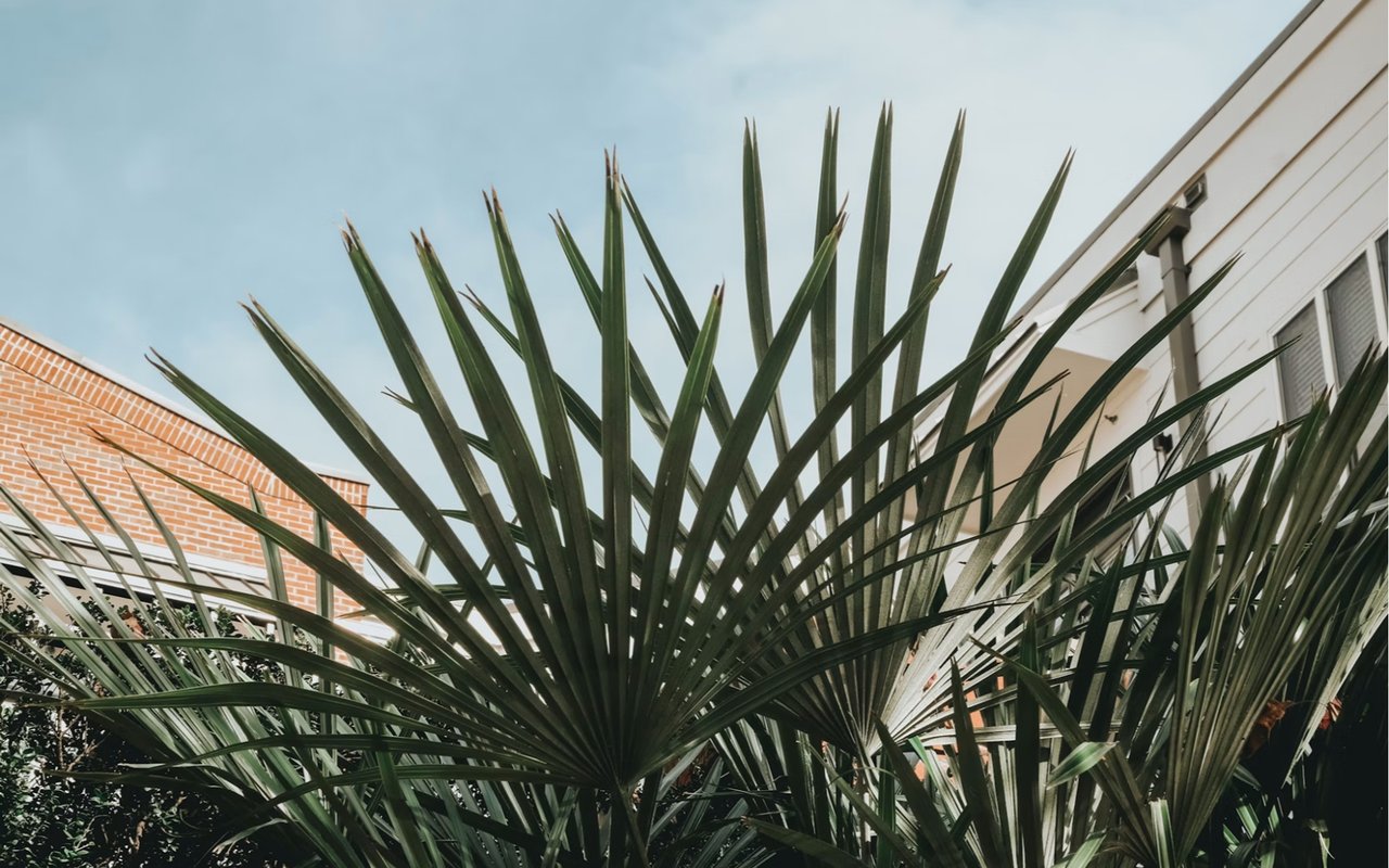 Low-Maintenance Landscaping for Your Coastal Bonita Springs Home