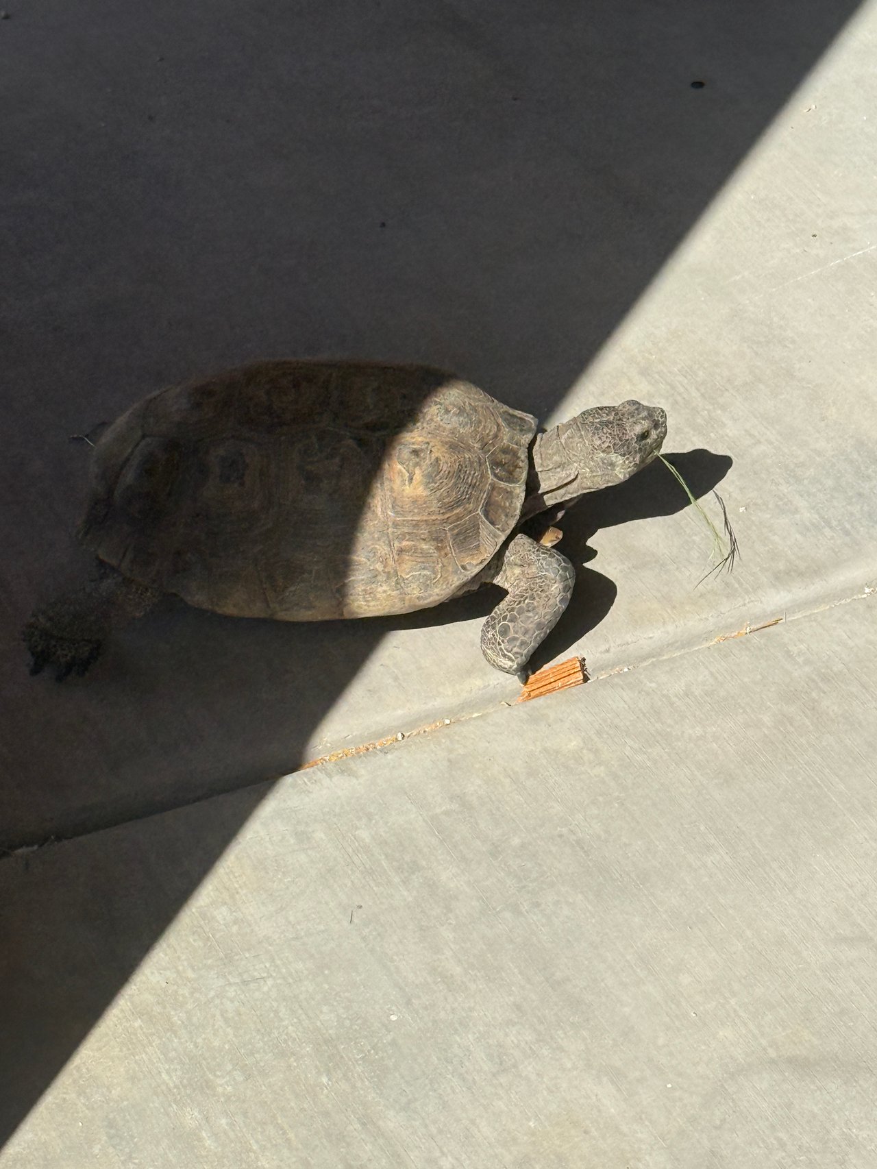The Quiet Residents of Saguaro Ranch: Protecting the Sonoran Desert Tortoise