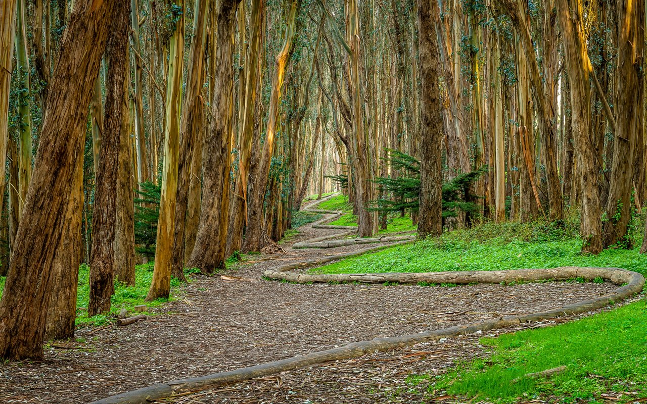 Dendron