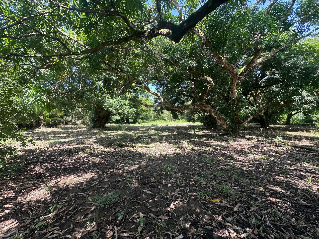 Prime Investment Property with Highway Frontage & Segregation Potential