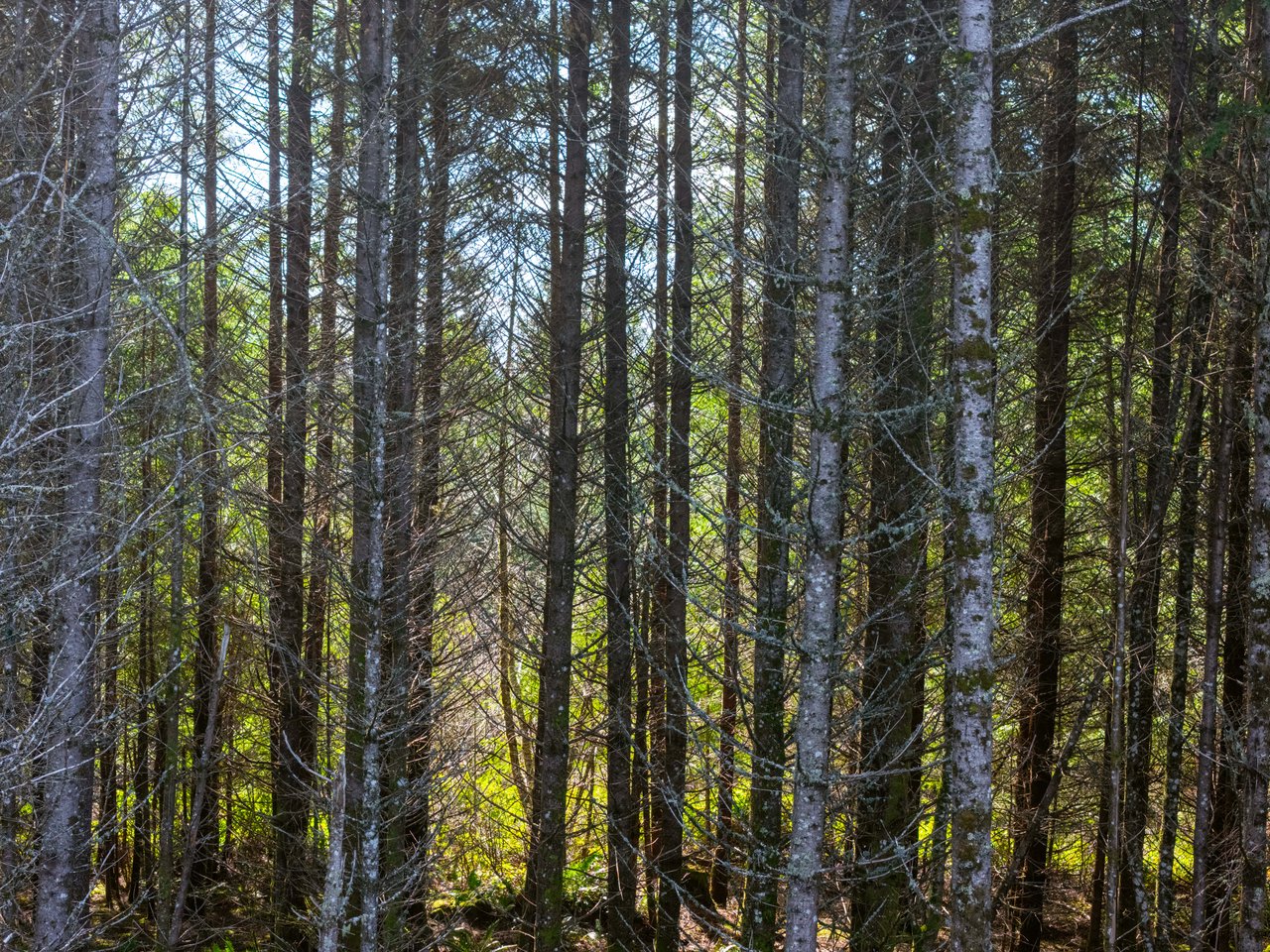 Marion Woods - Auction