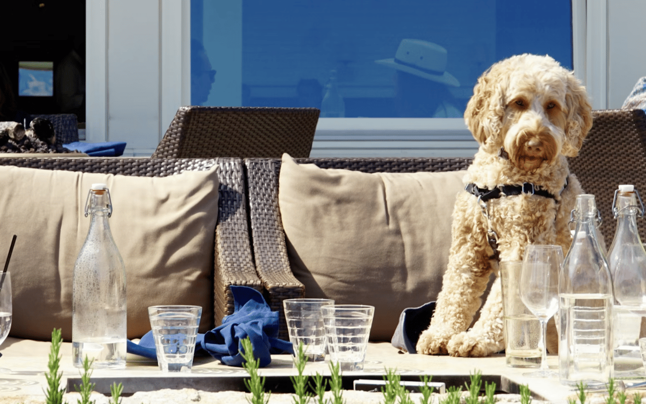 Pet-Friendly Restaurants in Islamorada