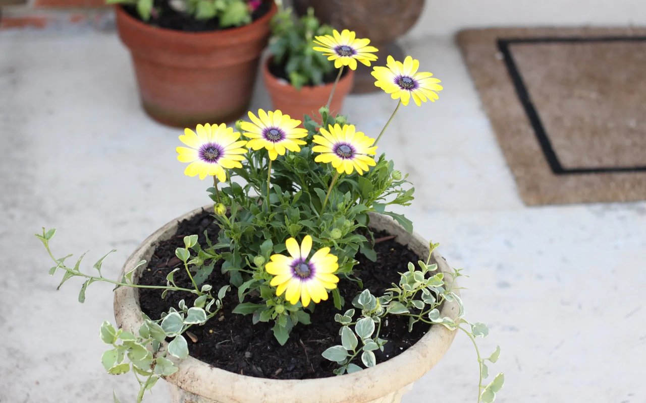 Spring Flowers