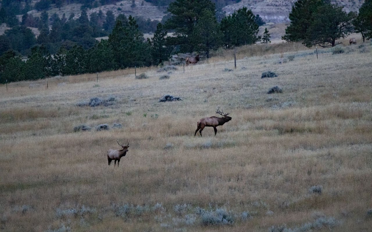 Elk Rich Ranch