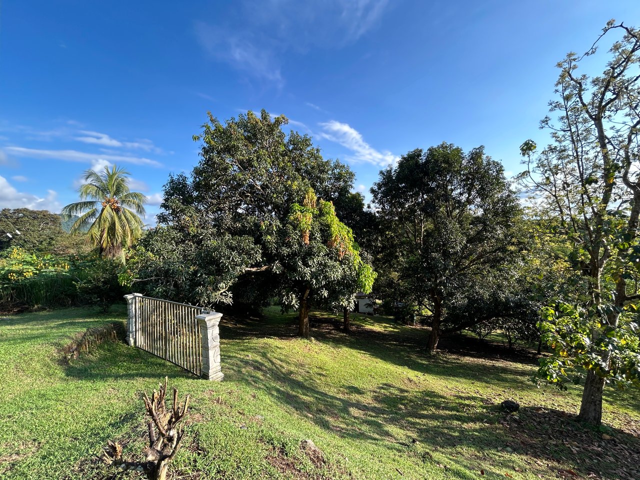 Commercial & Residential Property in Punta Mala with Producing Fruit Trees