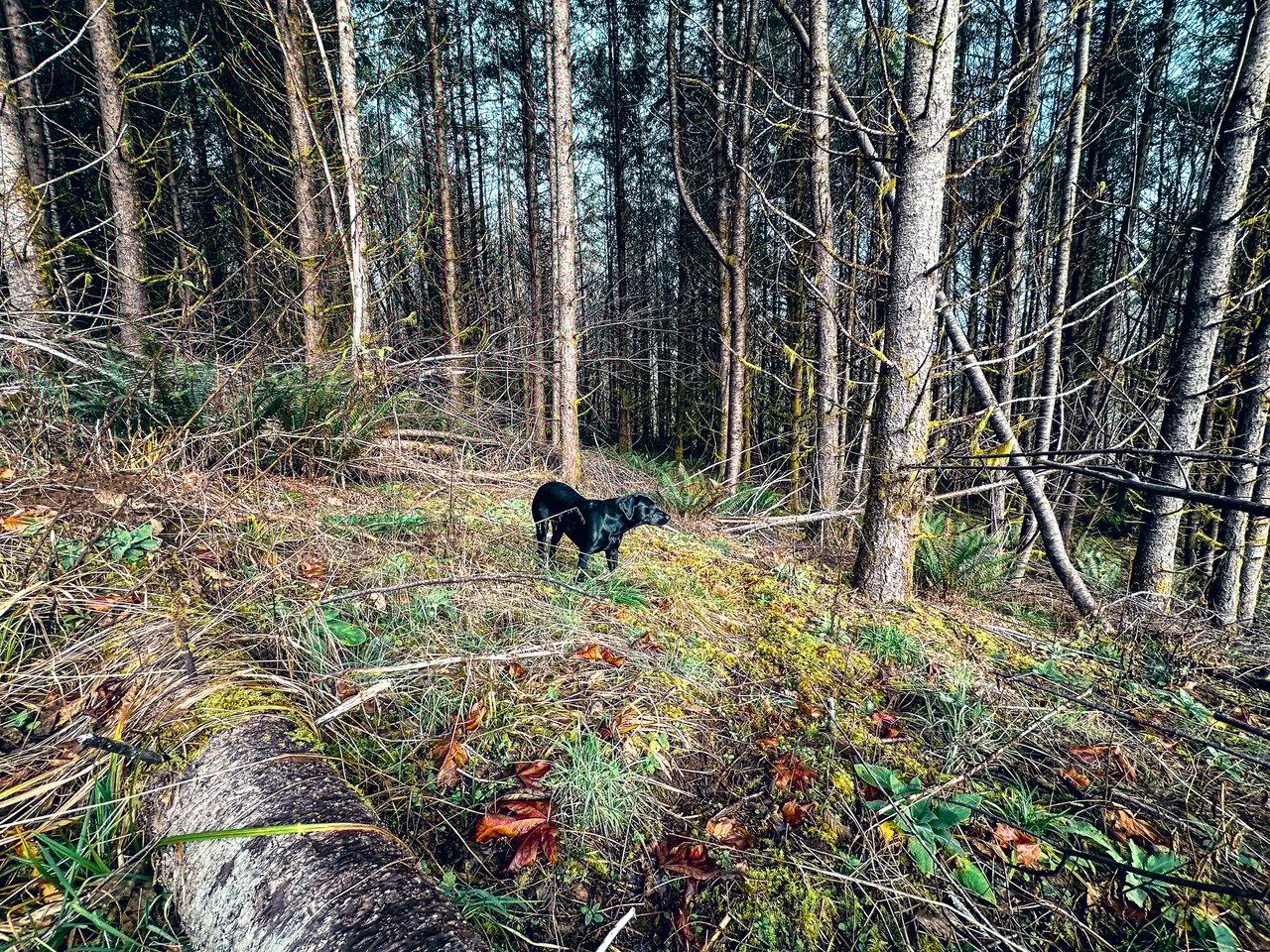 Waite Creek Woodlands