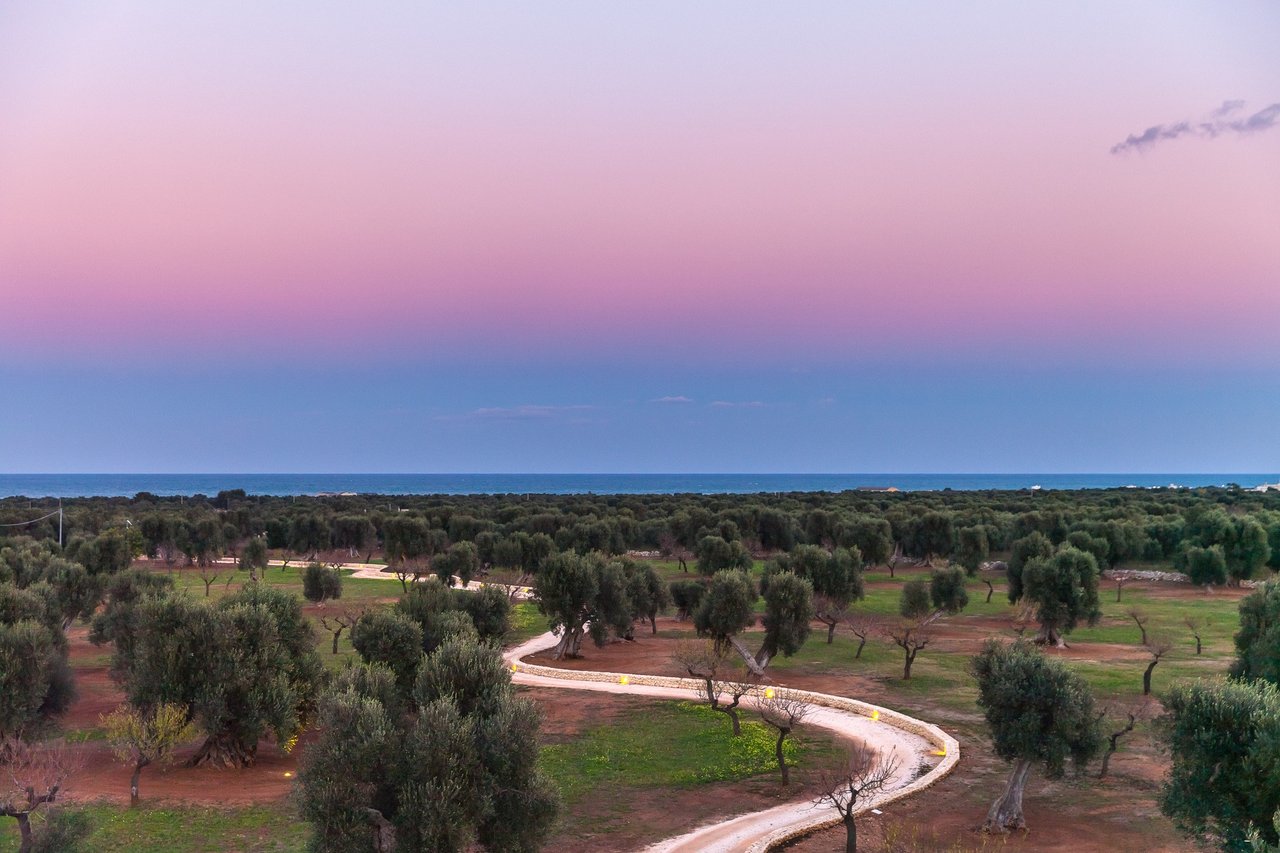 Intimate Villa Surrounded by Olive Trees Near the Town of Fasano