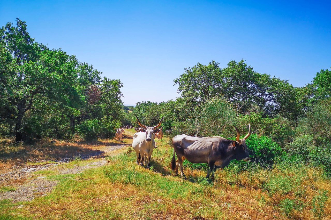 Hunting Reserve - Capalbio