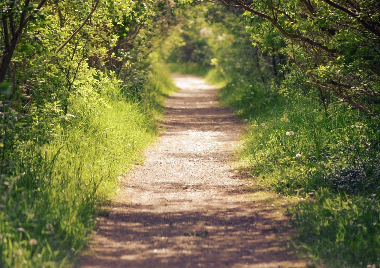 Sunlit dirt trail winding through leafy woodland bordered by tall grasses.