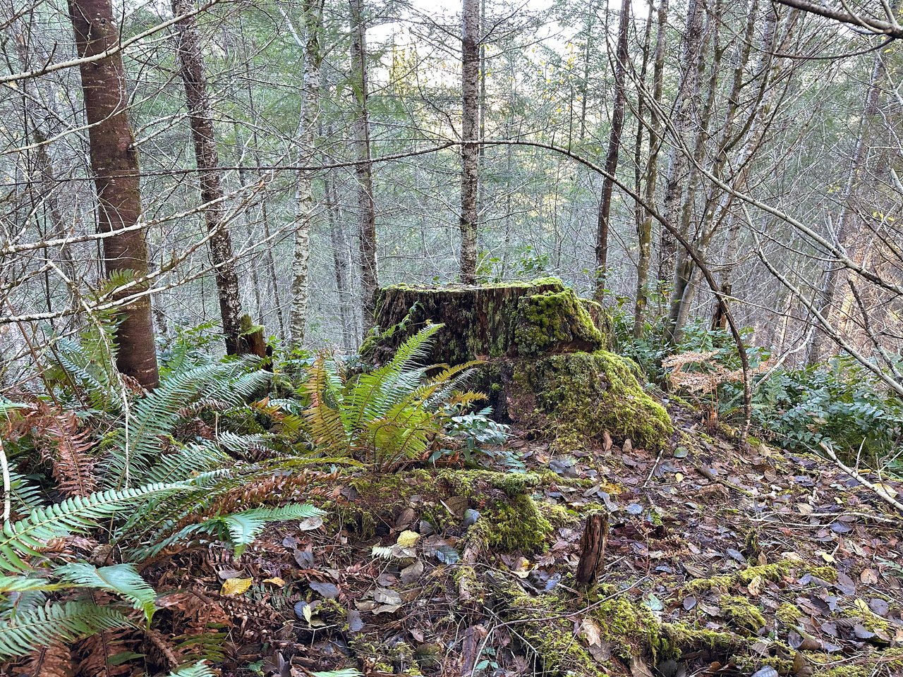 Rust Road Forest