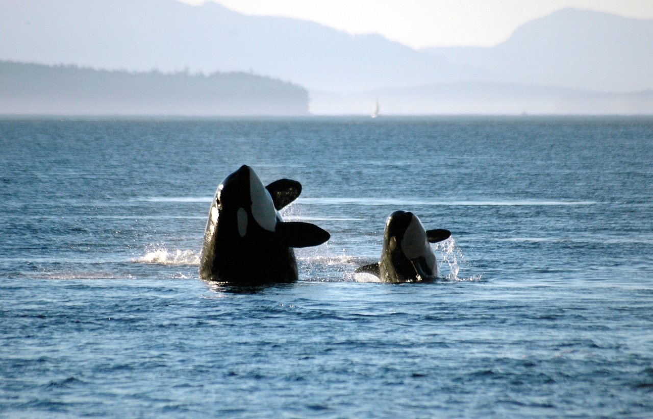 Two orcas breach in blue coastal water beneath hazy islands and mountains.