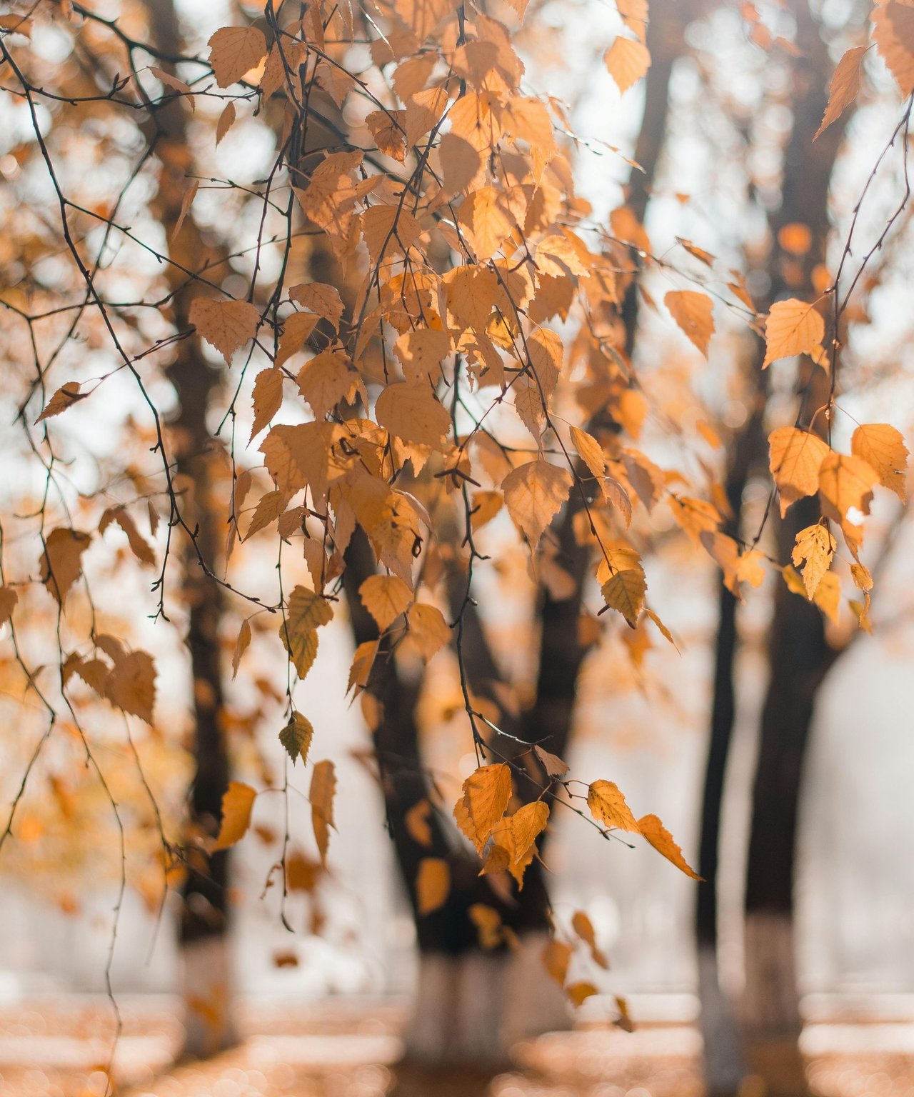 Buying with Susan LiChun