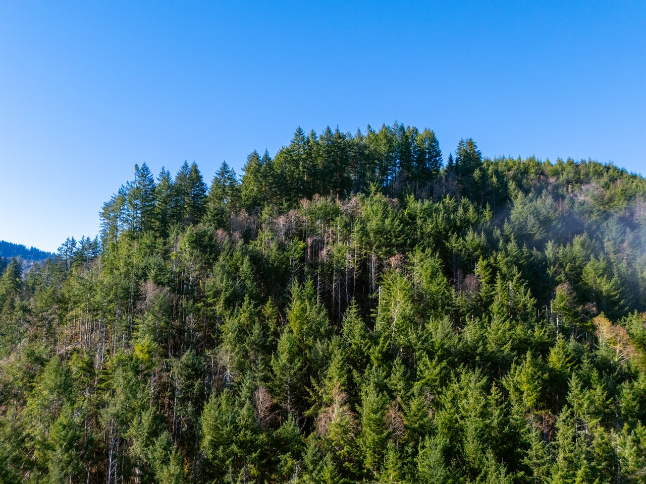 Waite Creek Woodlands