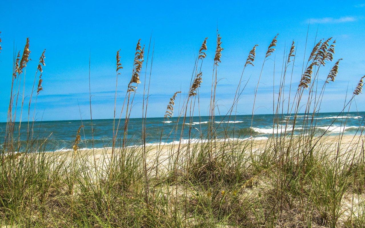 Beach waves meet pale sand behind tall sea oats and dune grass.