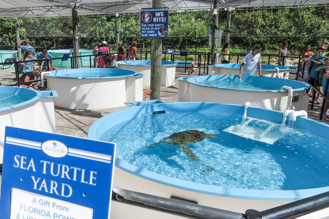 A Hub for Sea Turtle Conservation: Loggerhead Marinelife Center in Juno Beach, FL