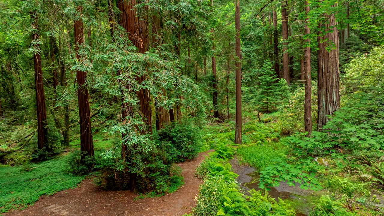 Rare Redwood Acreage in Scotts Valley