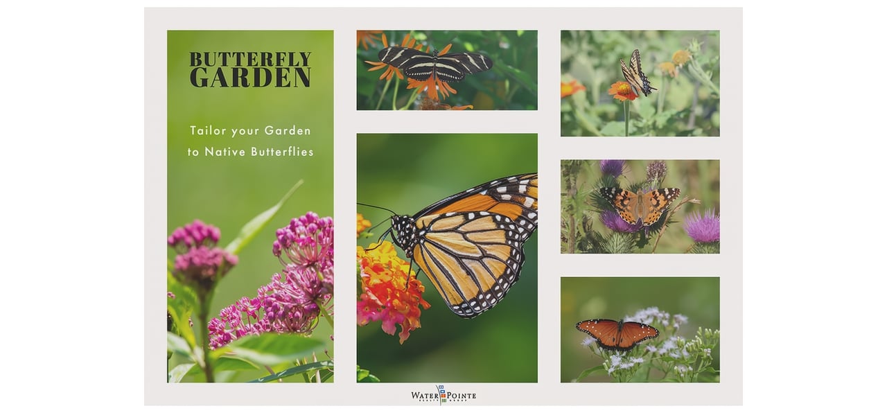 Tailor Your Garden to Native Butterflies