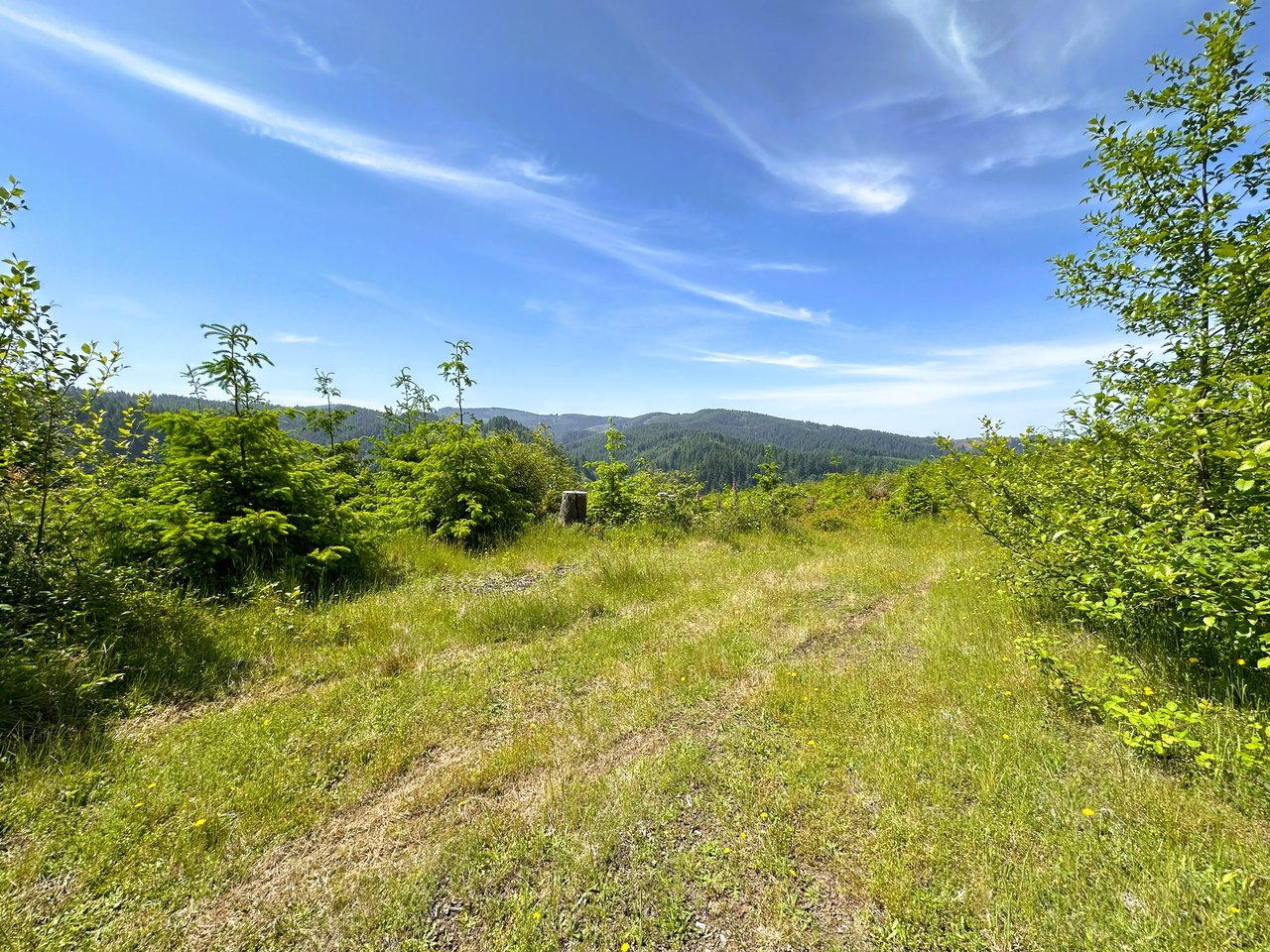 Alsea Estuary Forestland