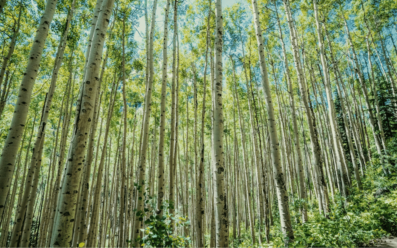 A Guide to Aspen Parks