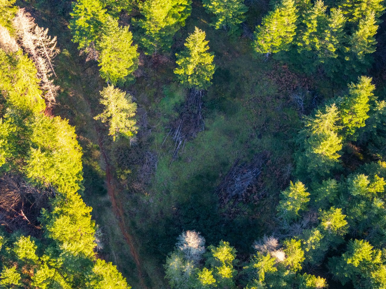 Liberty Forest Auction