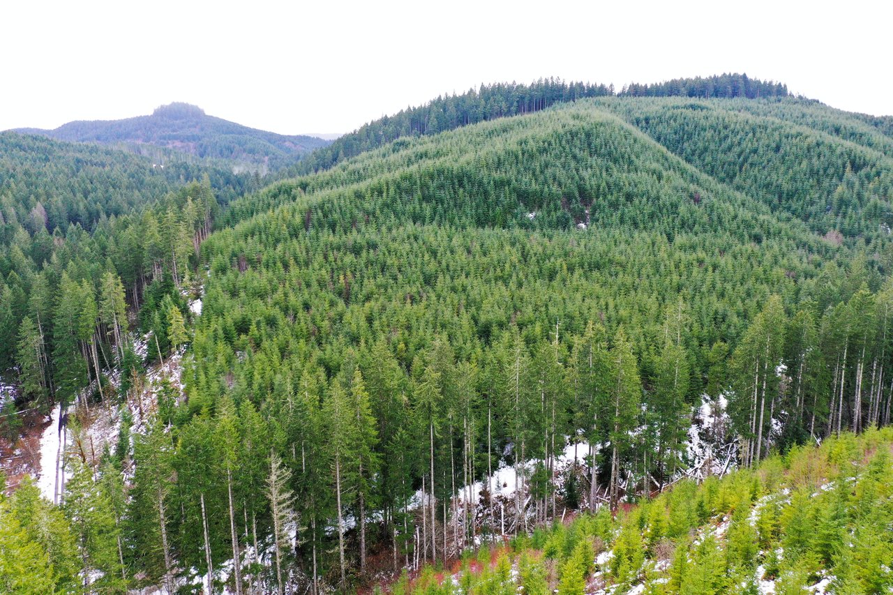 ARC Woods