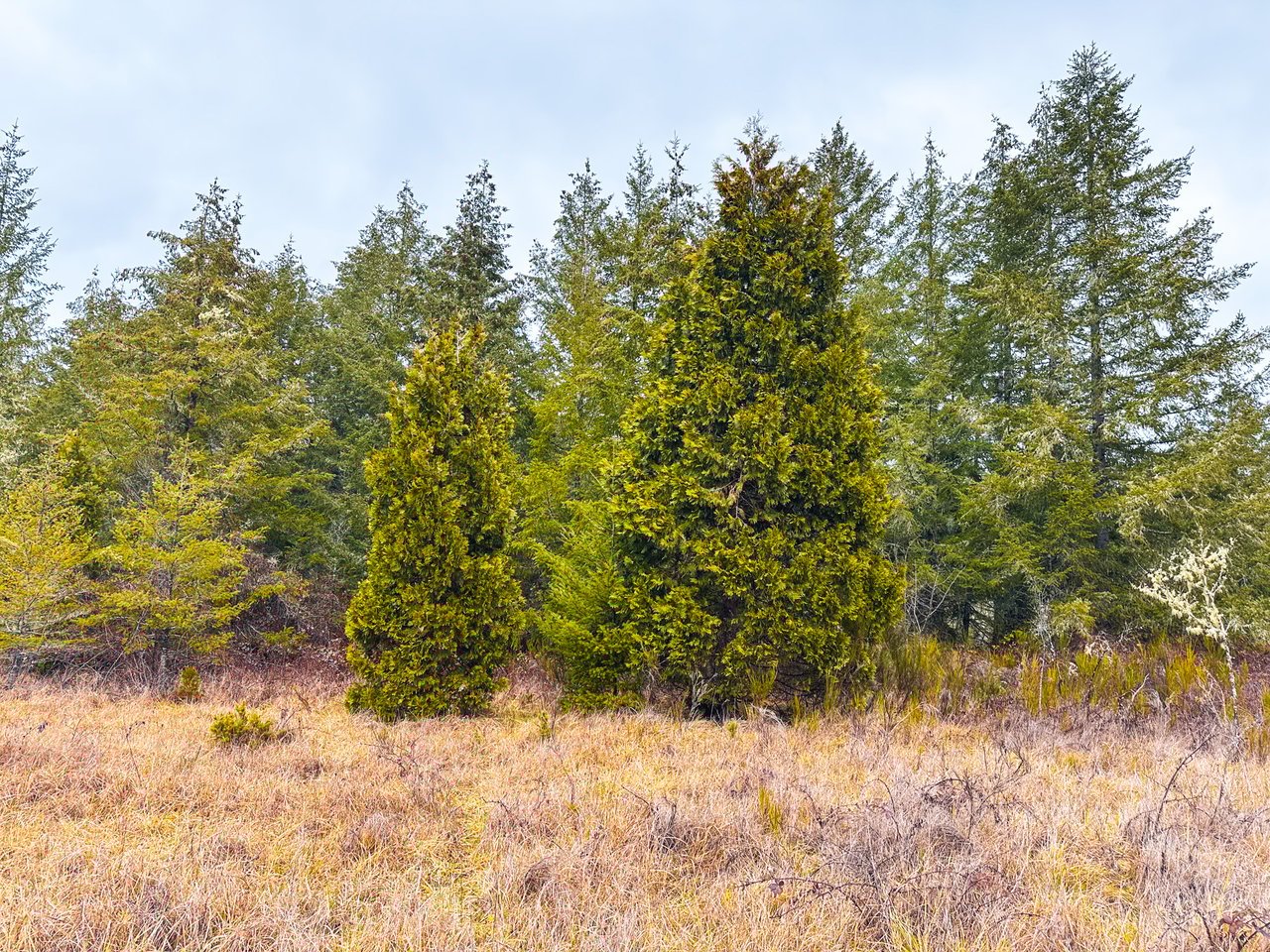 Coast Fork Woodland Meadows