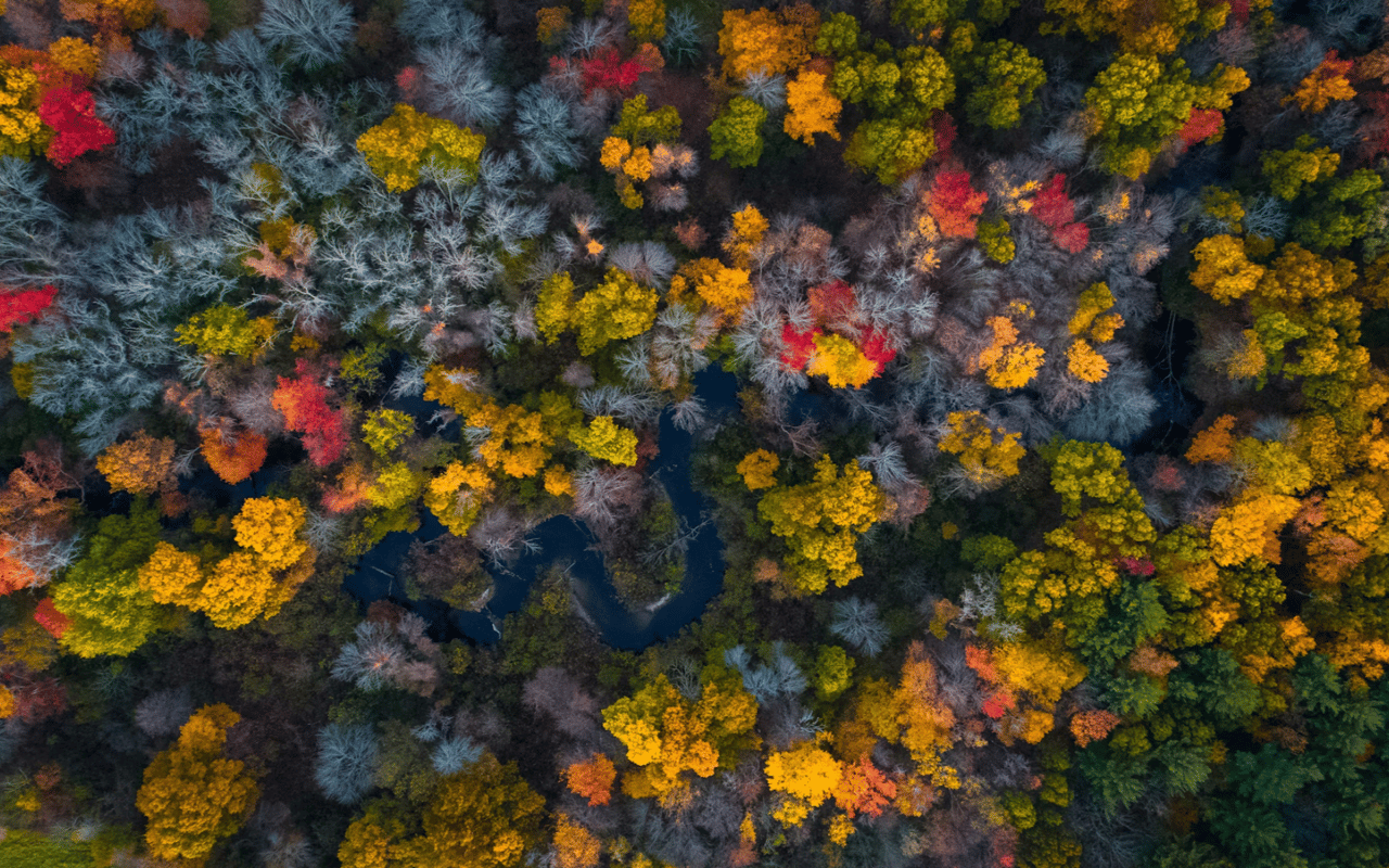 The Best Places to View Fall Foliage Near Scottsdale