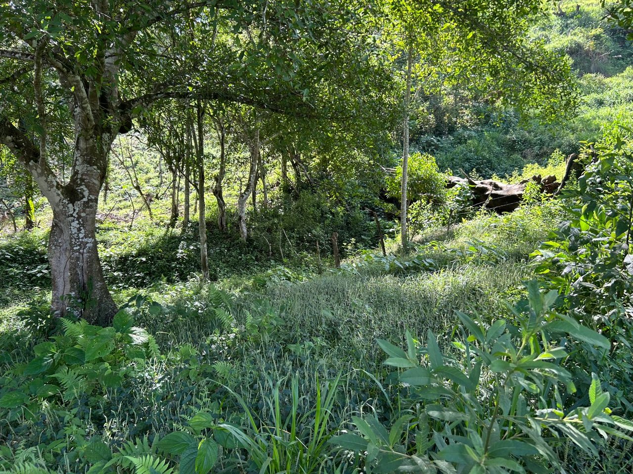 10-Acre Waterfall Farm with Amazing Valley and River View in San Isidro.