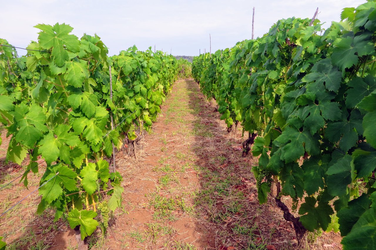 Table Grapes