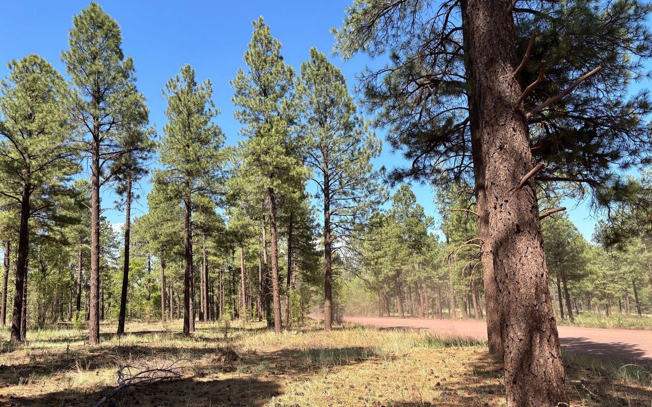 Woody Mountain Estates