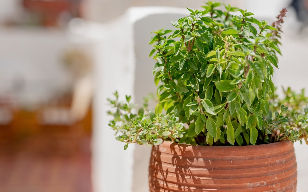 Wait! Before You Head Out To Clean up Your Garden, Read These Cleanup Tips First