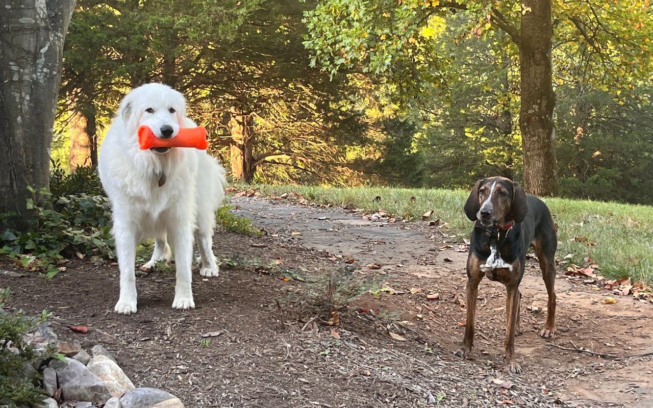 Woof! Woof! Dog Friendly Places and Services in Charlottesville, Virginia