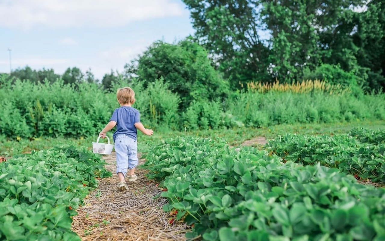 Building a Potager - A French Kitchen Garden