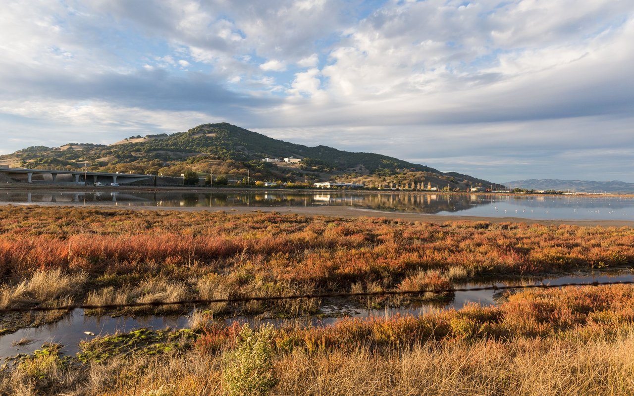 Novato