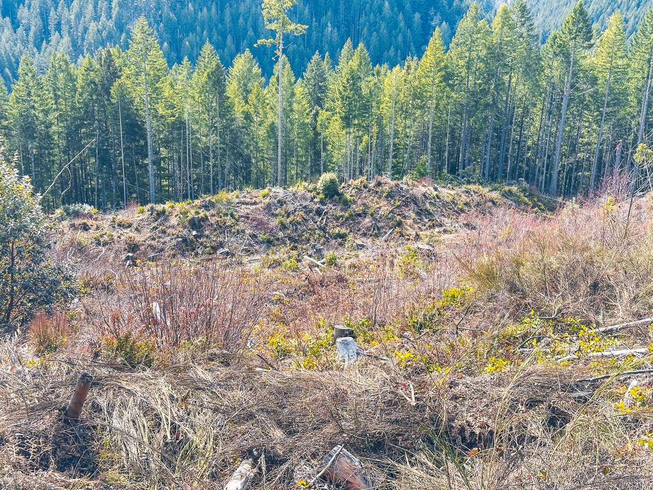 Smith River Back Woods