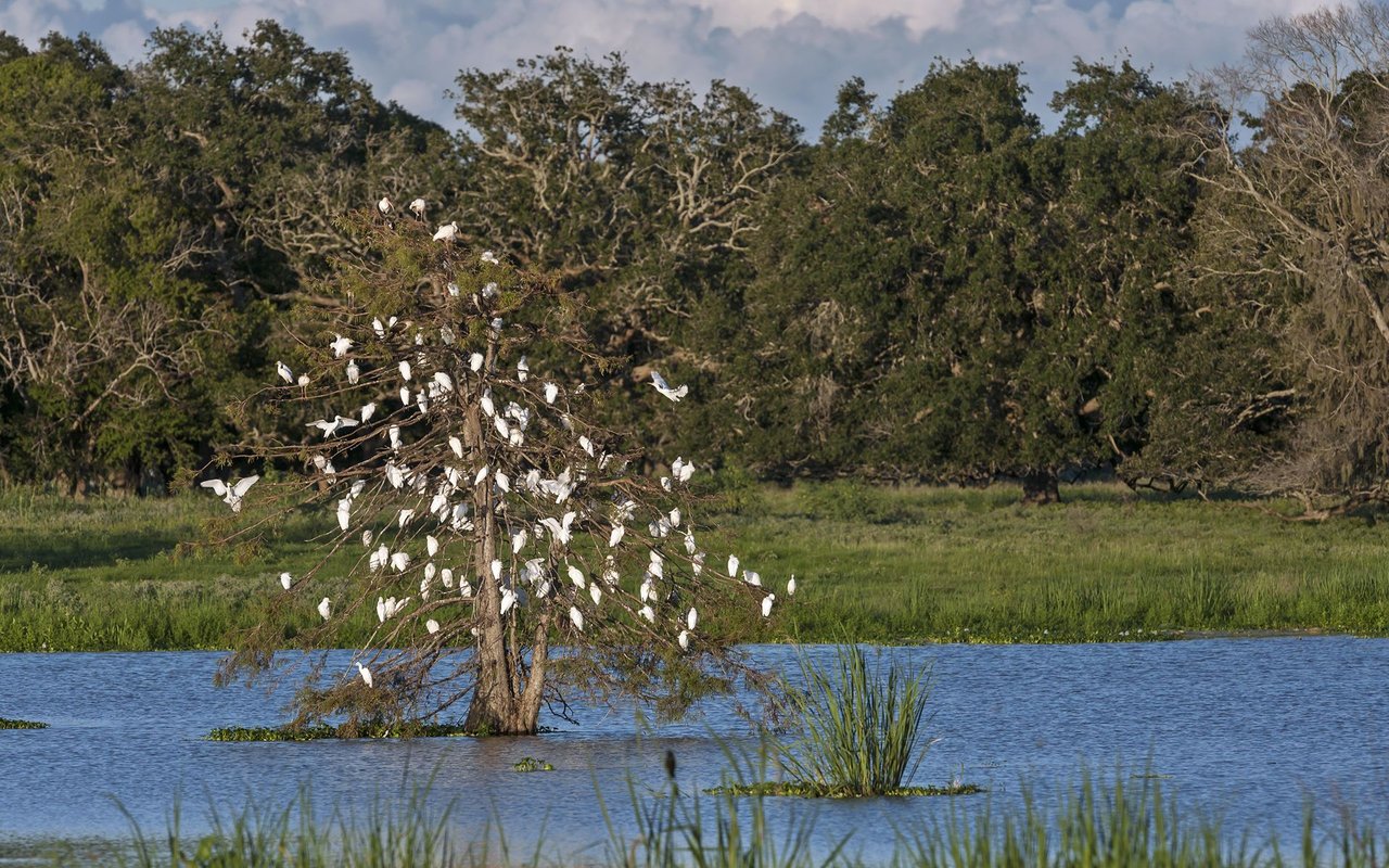 The Colony