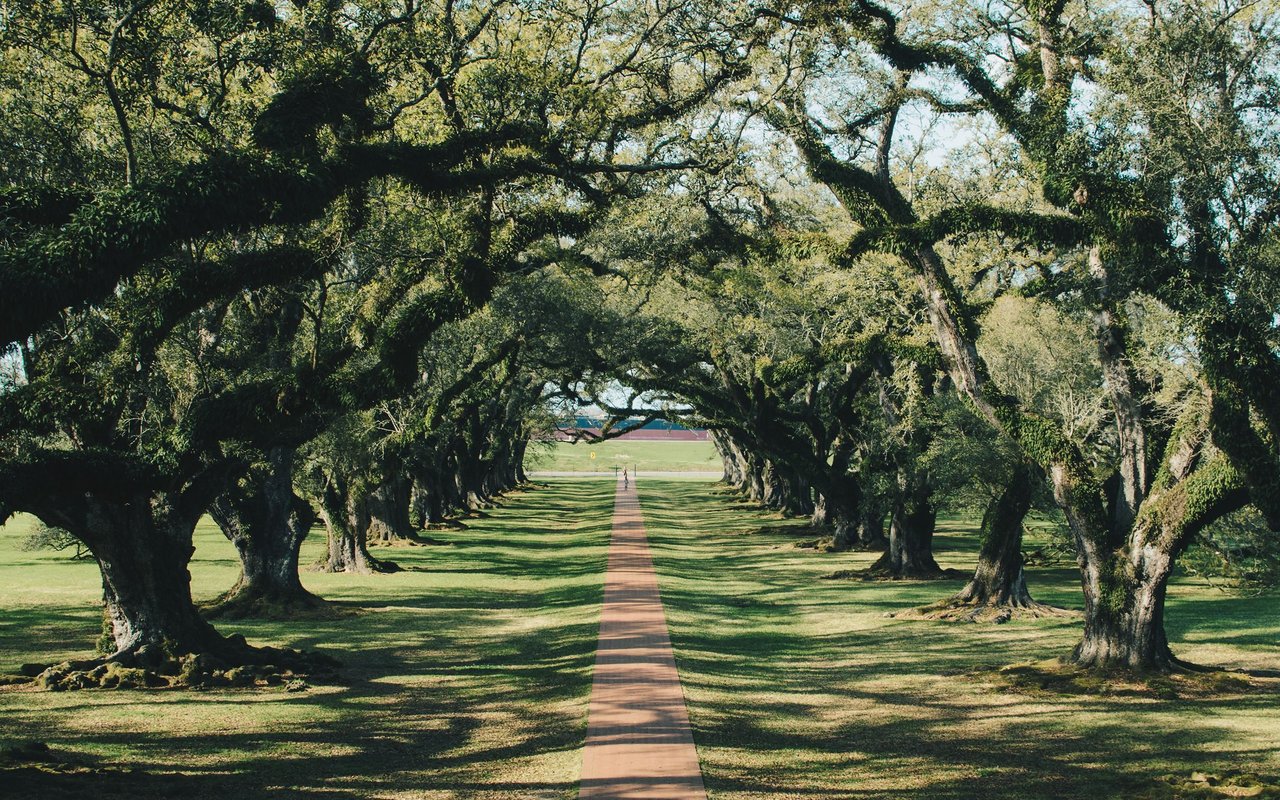 Brick walkway beneath a canopy of mature trees across grassy grounds.