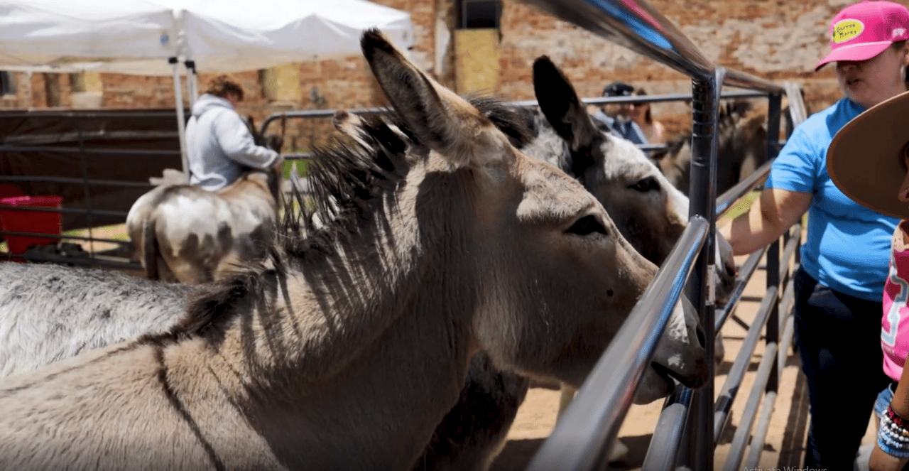 A Colorado Classic: Inside Cripple Creek’s Donkey Derby Days