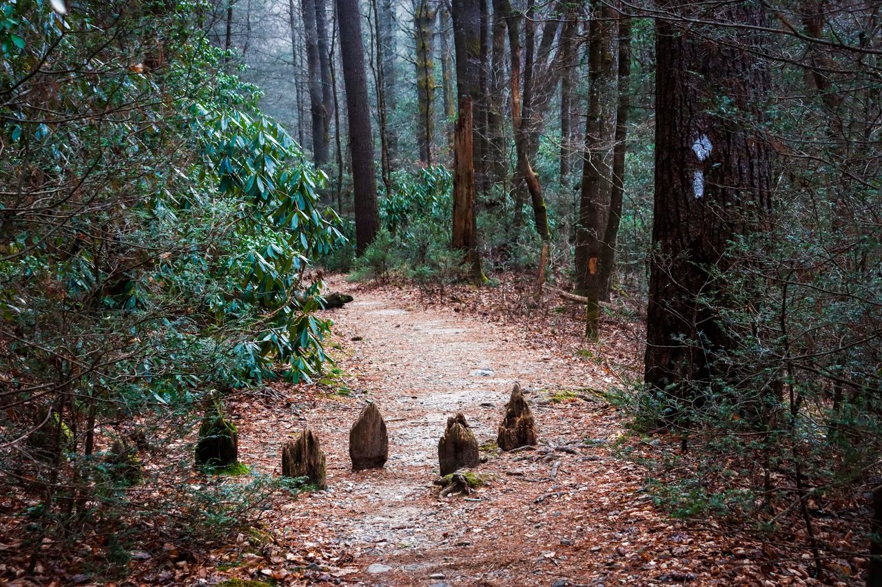 Leaf-covered woodland trail winding past weathered tree stumps.