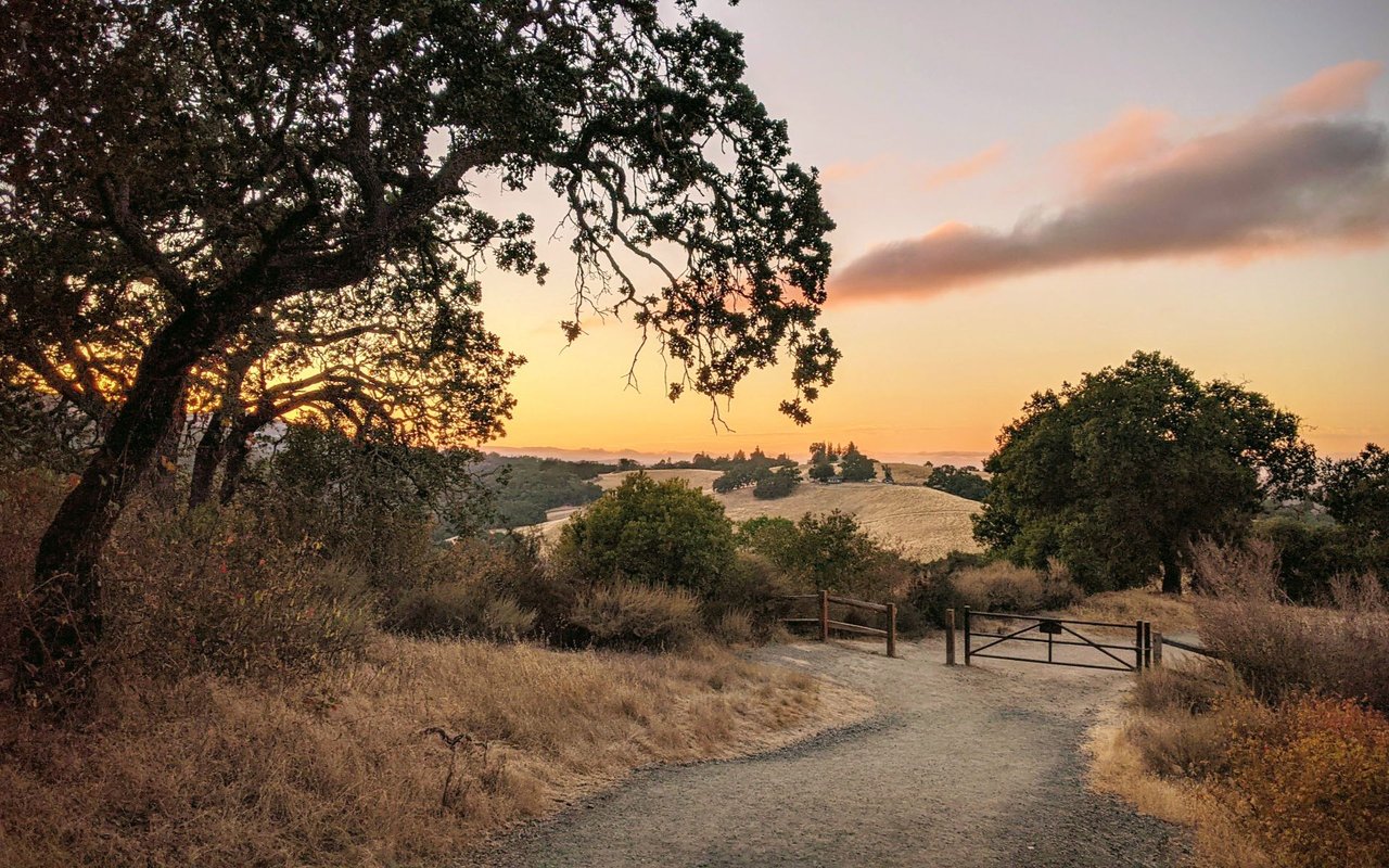 Rolling Los Altos Hills framed by oak trees, with a gravel path and gate at sunset.