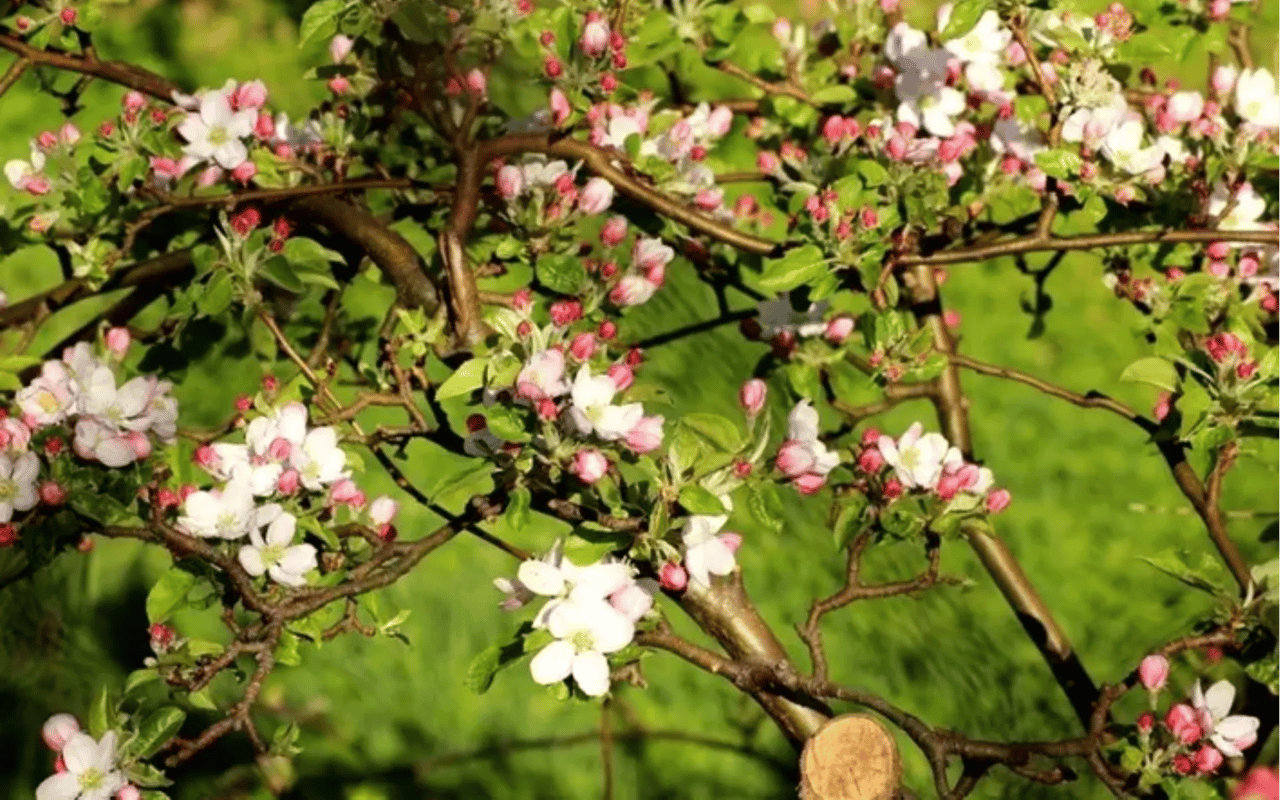 Monthly Newsletter - April 2025