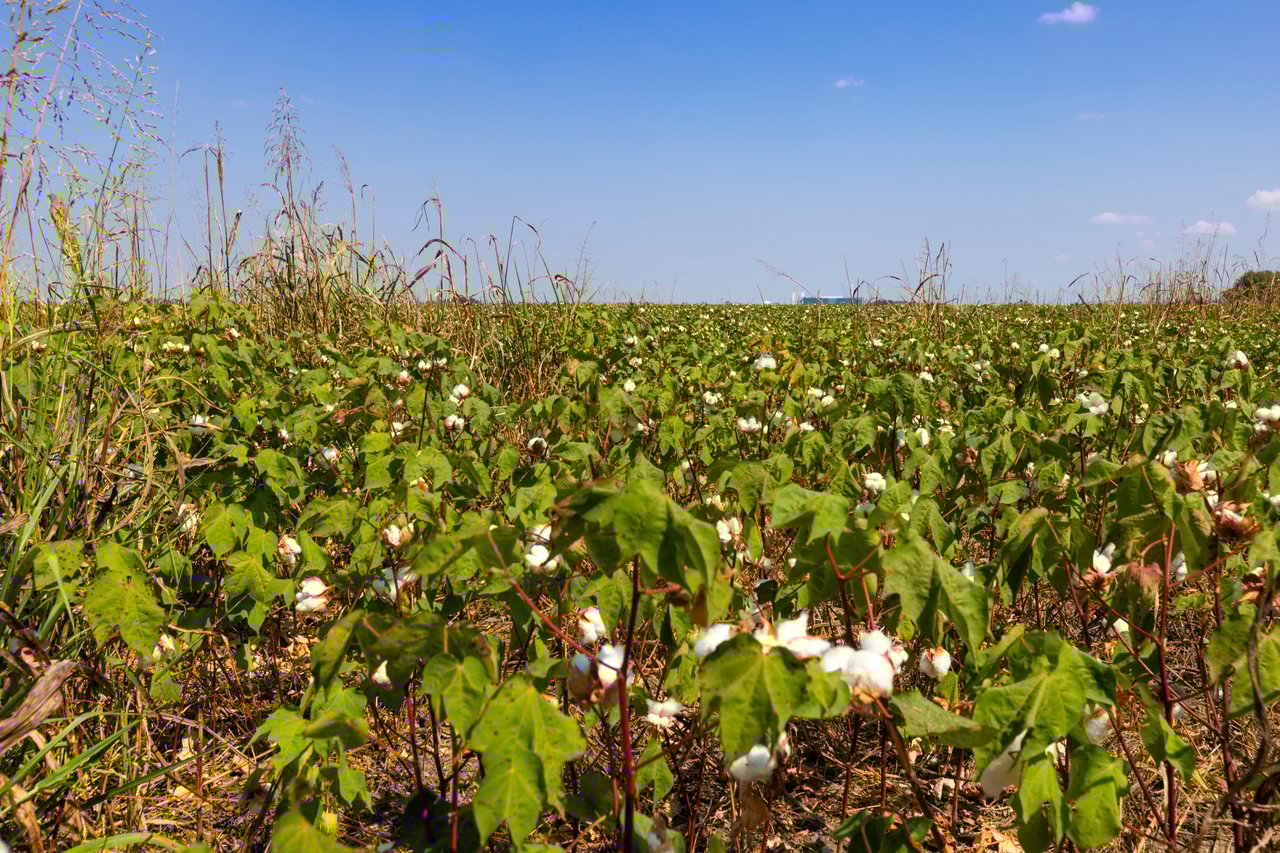 272 Acres FM 1660