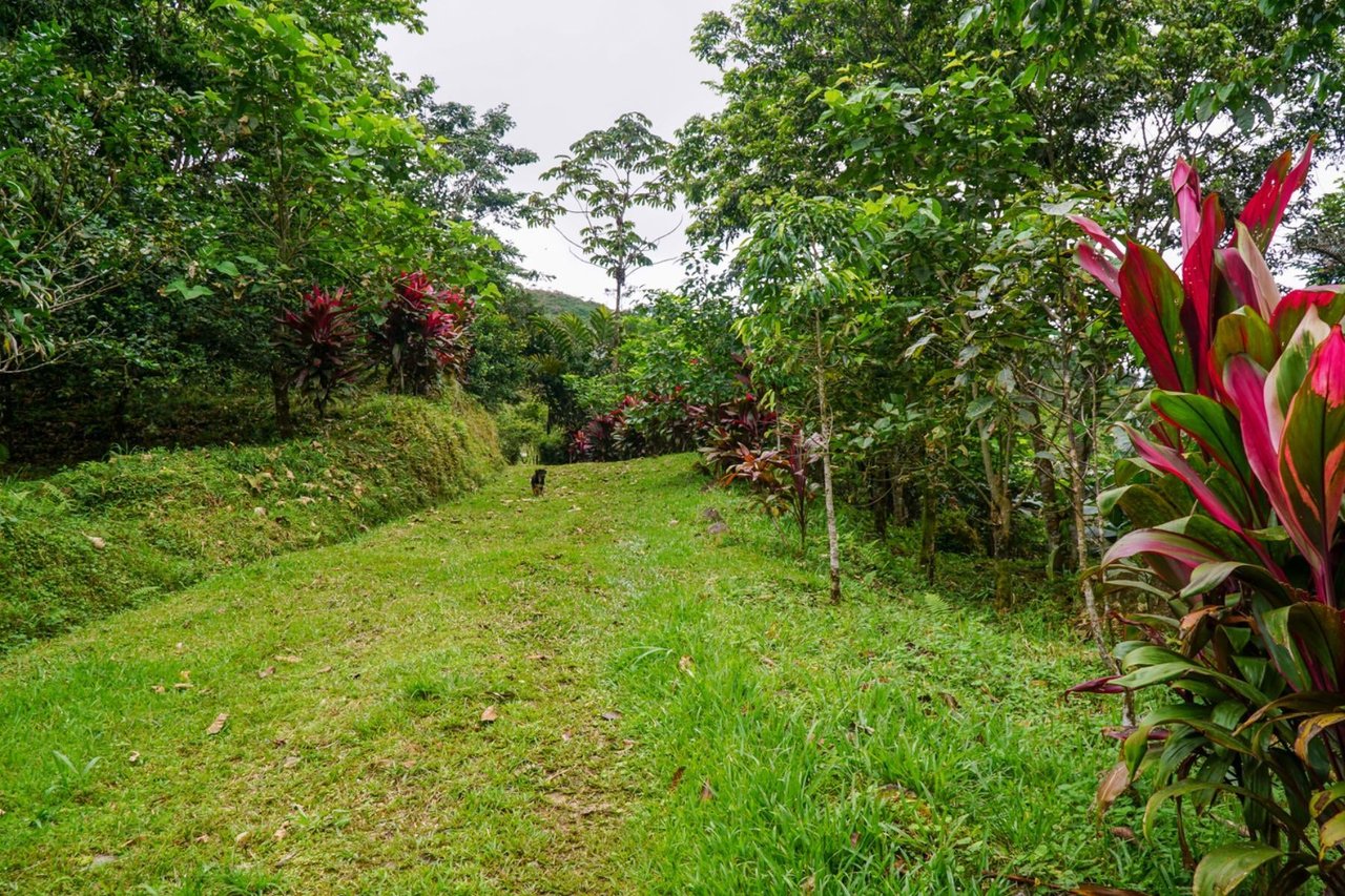 Sustainable Organic Mountain Farm, Perez Zeledon, San Jose