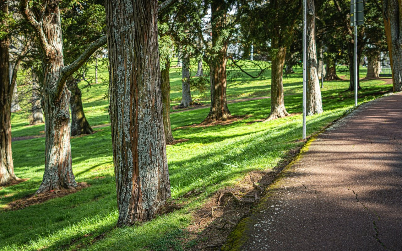 Tree-lined paved path through a sunny park in Bayamón.