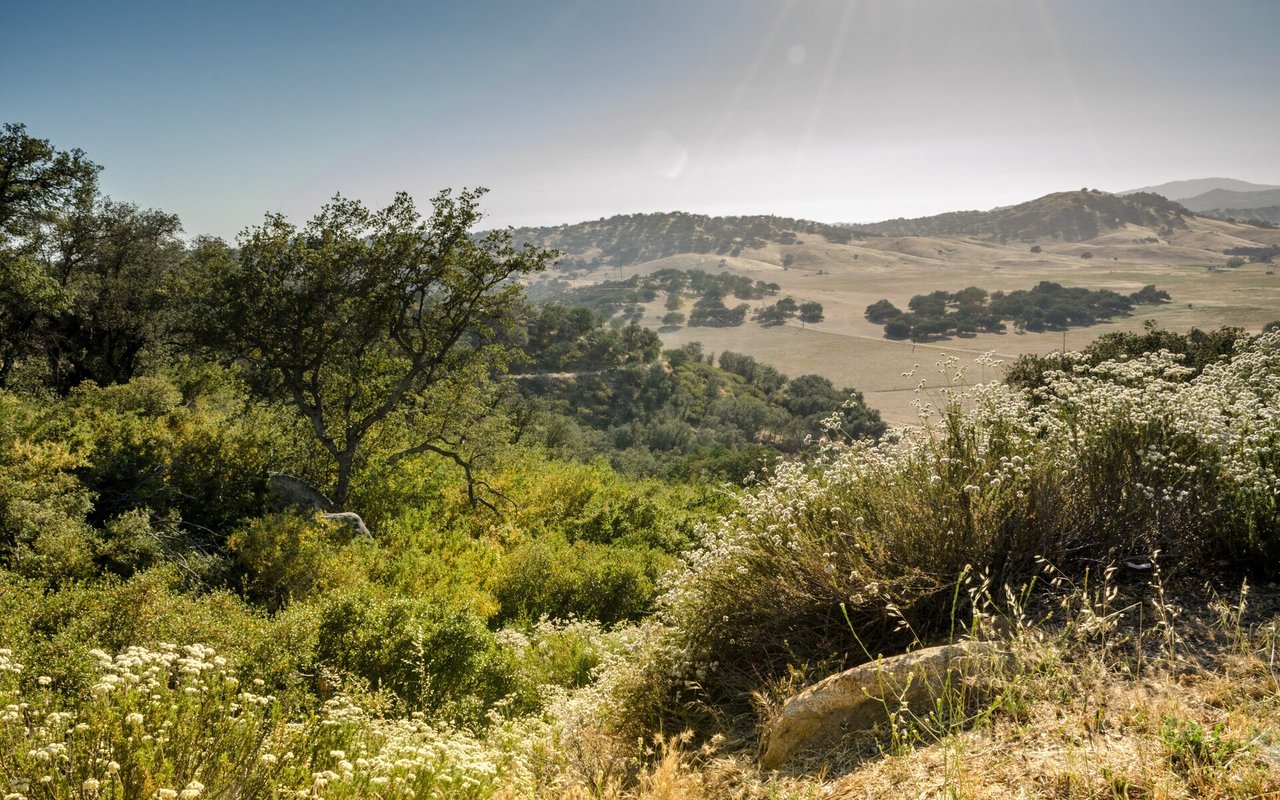 Willow Creek