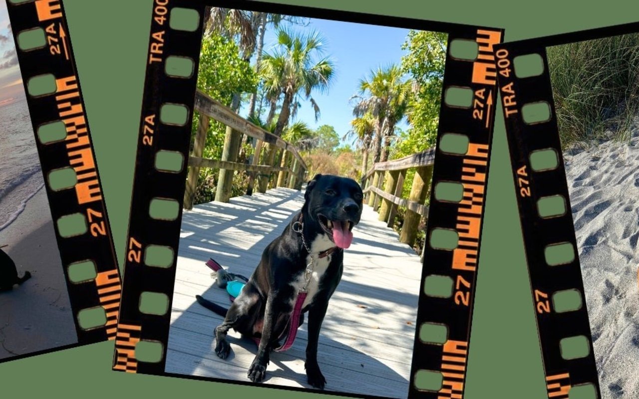 Pet-Friendly Living in Punta Gorda: A Guide for Furry Friends