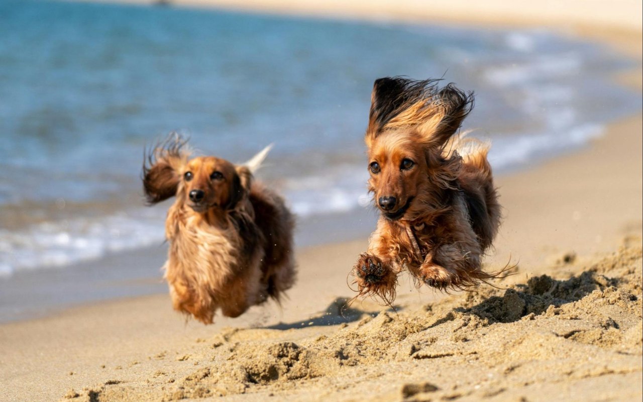Pet-Friendly Things to Do in Fort Lauderdale